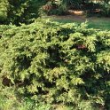 Juniperus x media 'Pfitzeriana Aurea'